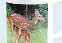 iit madras coffee mug